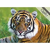 TRF37192 Tiger (500 pc)